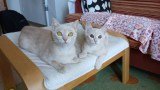 Cleo und Caesar (4)
